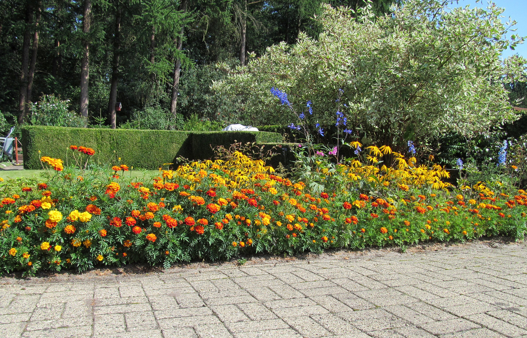 letztes Jahr im Garten meiner Freundin ...