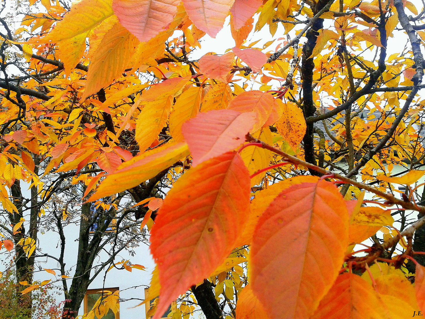 Letztes Jahr im Herbst...