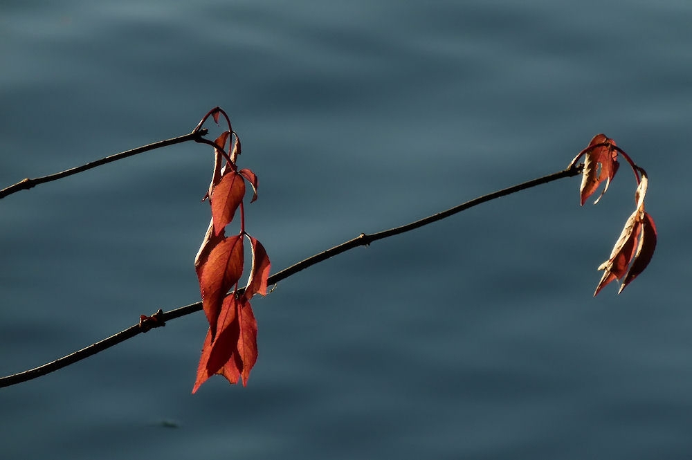 Letztes Jahr im Herbst