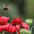 Letztes Jahr im Sommer ...