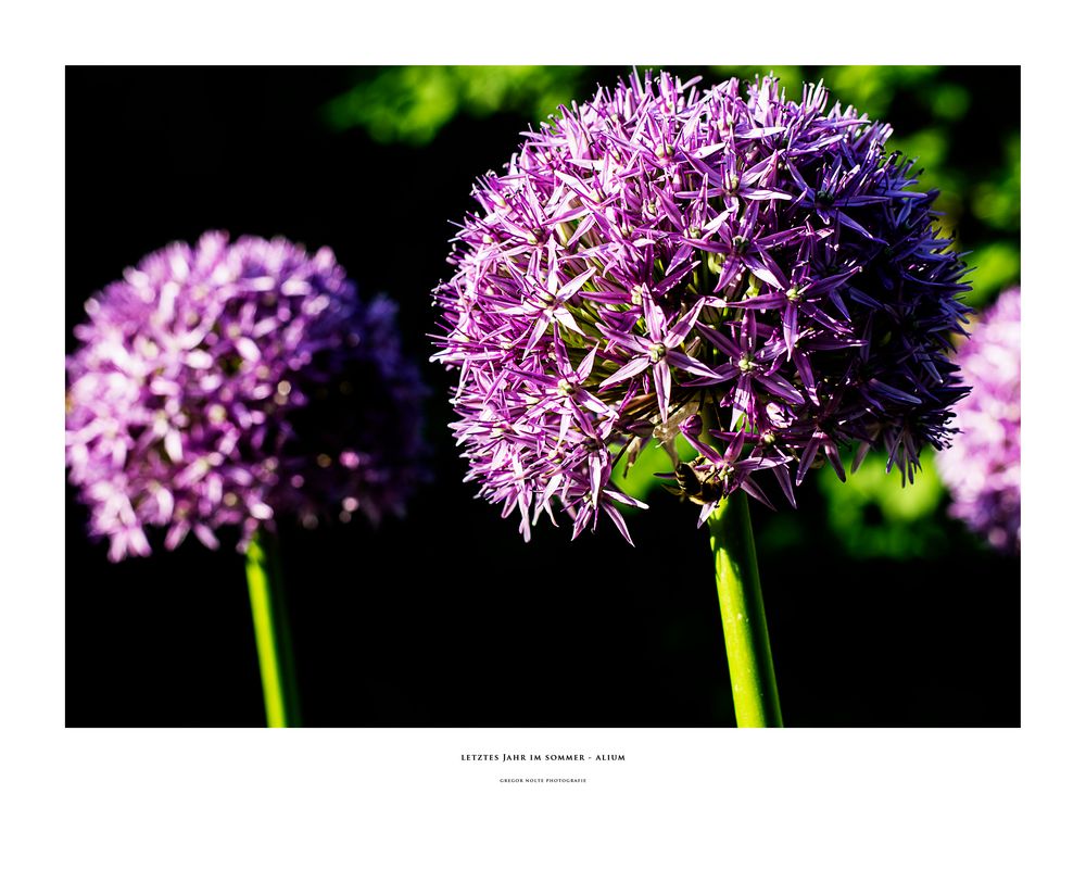 letztes Jahr im Sommer - Alium