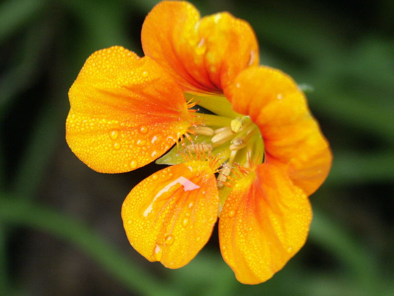 Letztes Jahr in Birgitts Garten