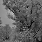 Letztes Jahr noch... - Schnee an der Dechaneischanze in Münster