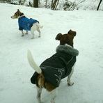 Letztes Jahr trugen die Hunde noch Mäntelchen....