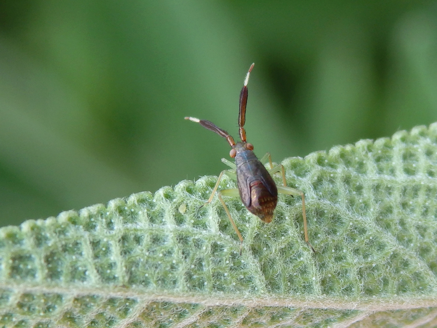 Letztes Larvenstadium der Dickfühler-Weichwanze (Heterotoma planicornis)