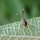 Letztes Larvenstadium der Dickfühler-Weichwanze (Heterotoma planicornis)