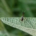 Letztes Larvenstadium der Dickfühler-Weichwanze (Heterotoma planicornis)