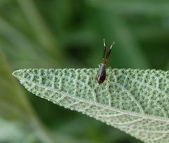 Letztes Larvenstadium der Dickfühler-Weichwanze (Heterotoma planicornis)