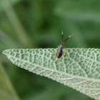 Letztes Larvenstadium der Dickfühler-Weichwanze (Heterotoma planicornis)