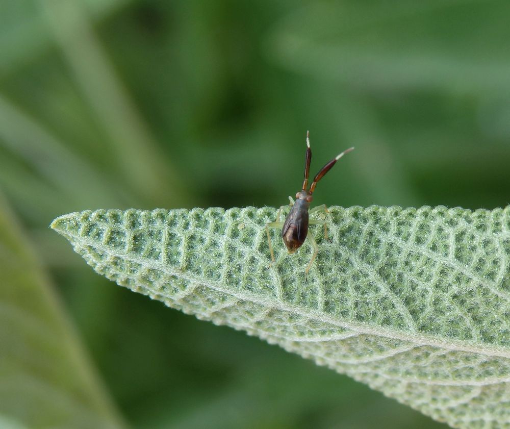 Letztes Larvenstadium der Dickfühler-Weichwanze (Heterotoma planicornis)