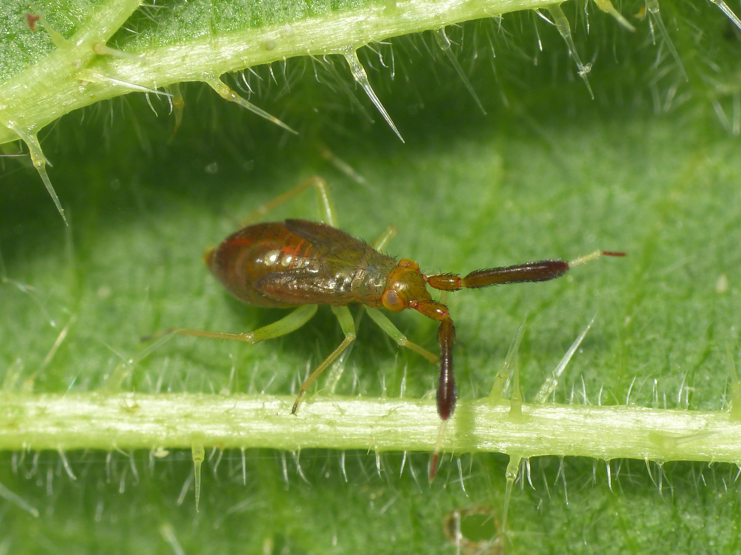 Letztes Larvenstadium der Dickfühler-Weichwanze (Heterotoma planicornis)