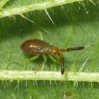 Letztes Larvenstadium der Dickfühler-Weichwanze (Heterotoma planicornis)