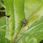 Letztes Larvenstadium der Gemeinen Bodenwanze (Rhyparochromus affinis)