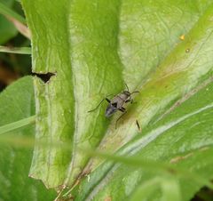 Letztes Larvenstadium der Gemeinen Bodenwanze (Rhyparochromus affinis)