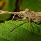 Letztes Larvenstadium der Leder- oder Saumwanze (Coreus marginatus)