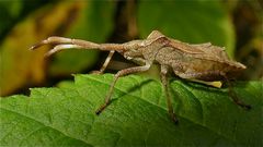 Letztes Larvenstadium der Leder- oder Saumwanze (Coreus marginatus)