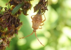 Letztes Larvenstadium der Lederwanze (Coreus marginatus) auf Ampfer