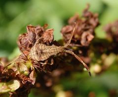 Letztes Larvenstadium der Lederwanze (Coreus marginatus) auf Ampfer