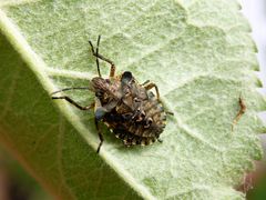 Letztes Larvenstadium der Rotbeinigen Baumwanze (Pentatoma rufipes)