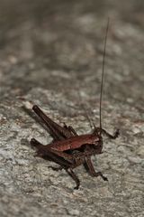 Letztes (?) Larvenstadium einer Gewöhnlichen Strauchschrecke (Pholidoptera griseoaptera)