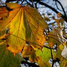 Letztes Leuchten der Blätter