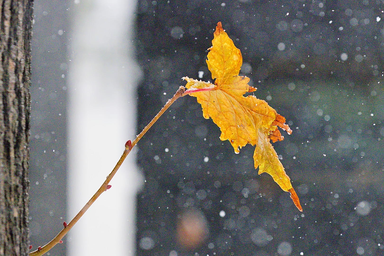 Letztes Leuchten im beginnenden Schneetreiben