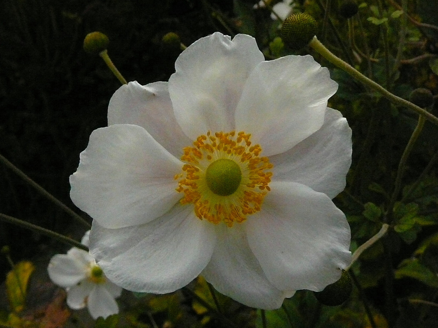 Letztes Leuchten im Garten