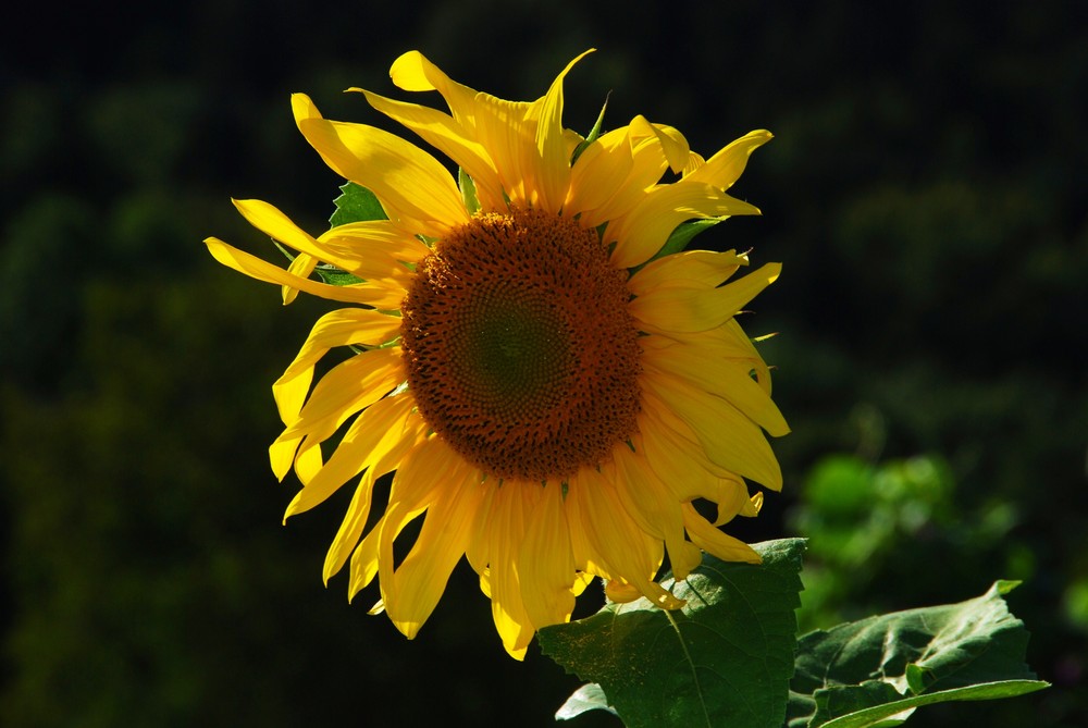 letztes Leuchten in der Abendsonne