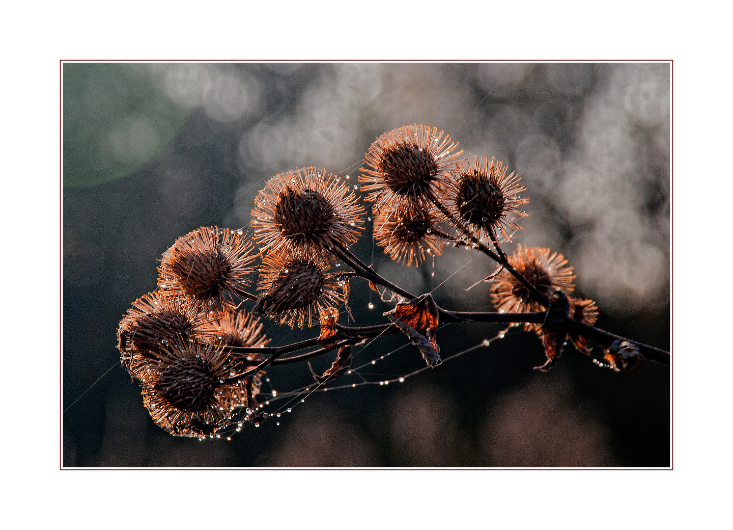 letztes Leuchten vor dem Winter