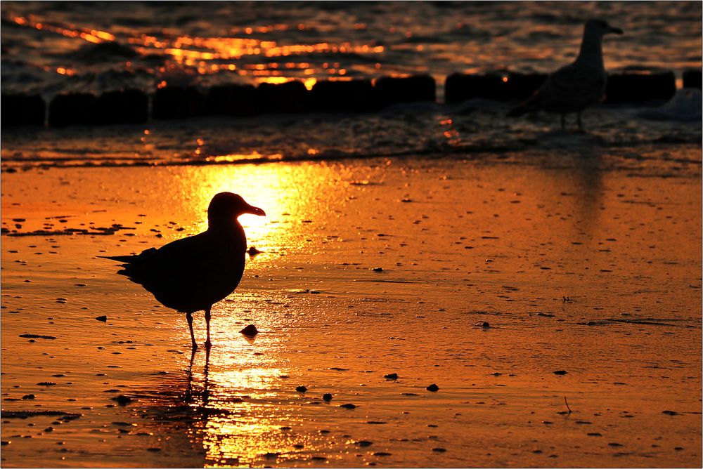 Letztes Licht am Strand...