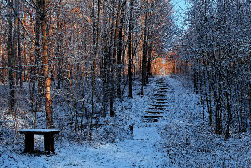 Letztes Licht für die Waldtreppe