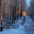 Letztes Licht für die Waldtreppe