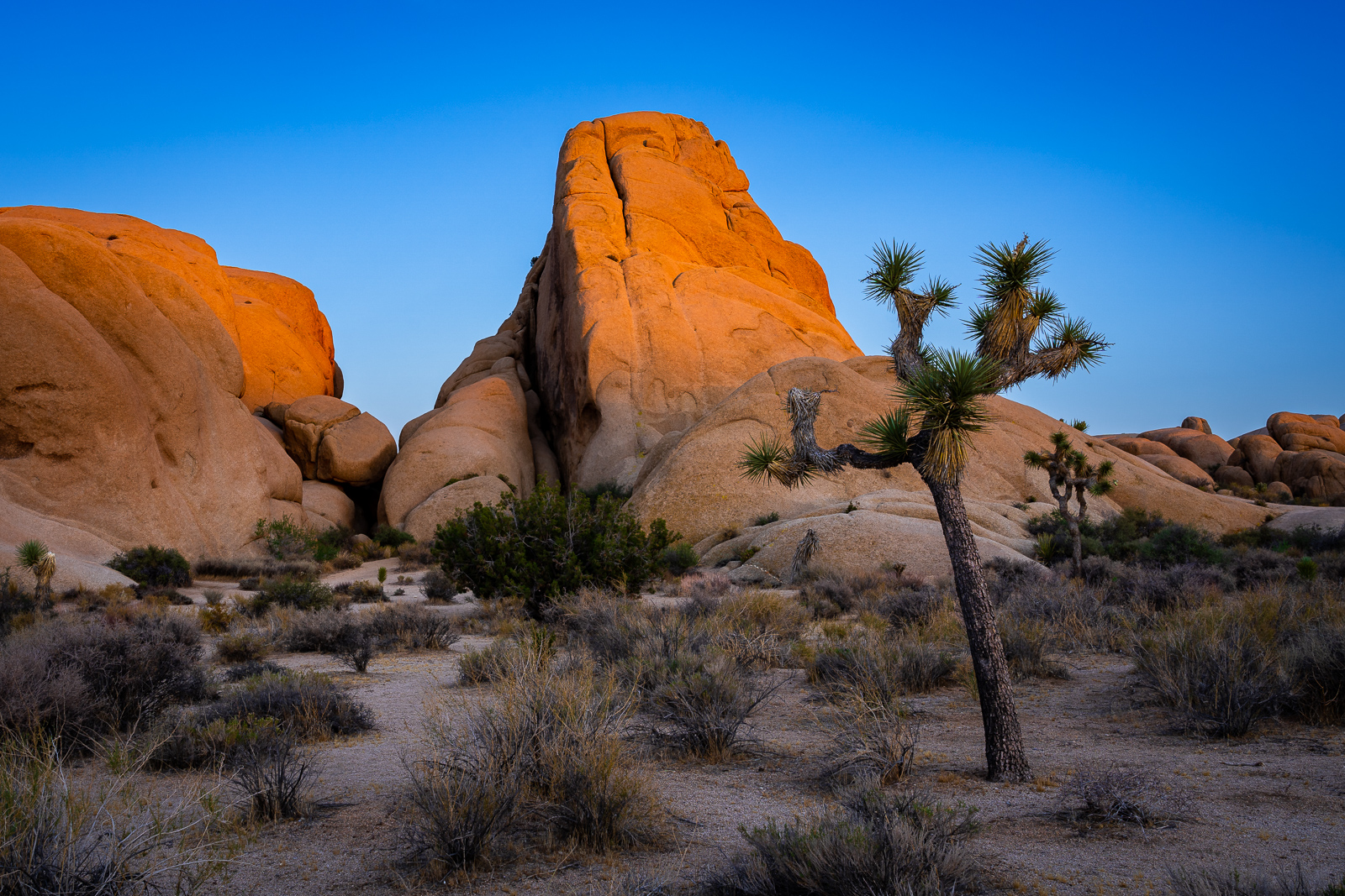 Letztes Licht im Joshua Tree National Park