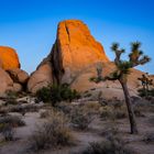 Letztes Licht im Joshua Tree National Park