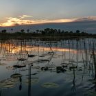 Letztes Licht über dem Okavango