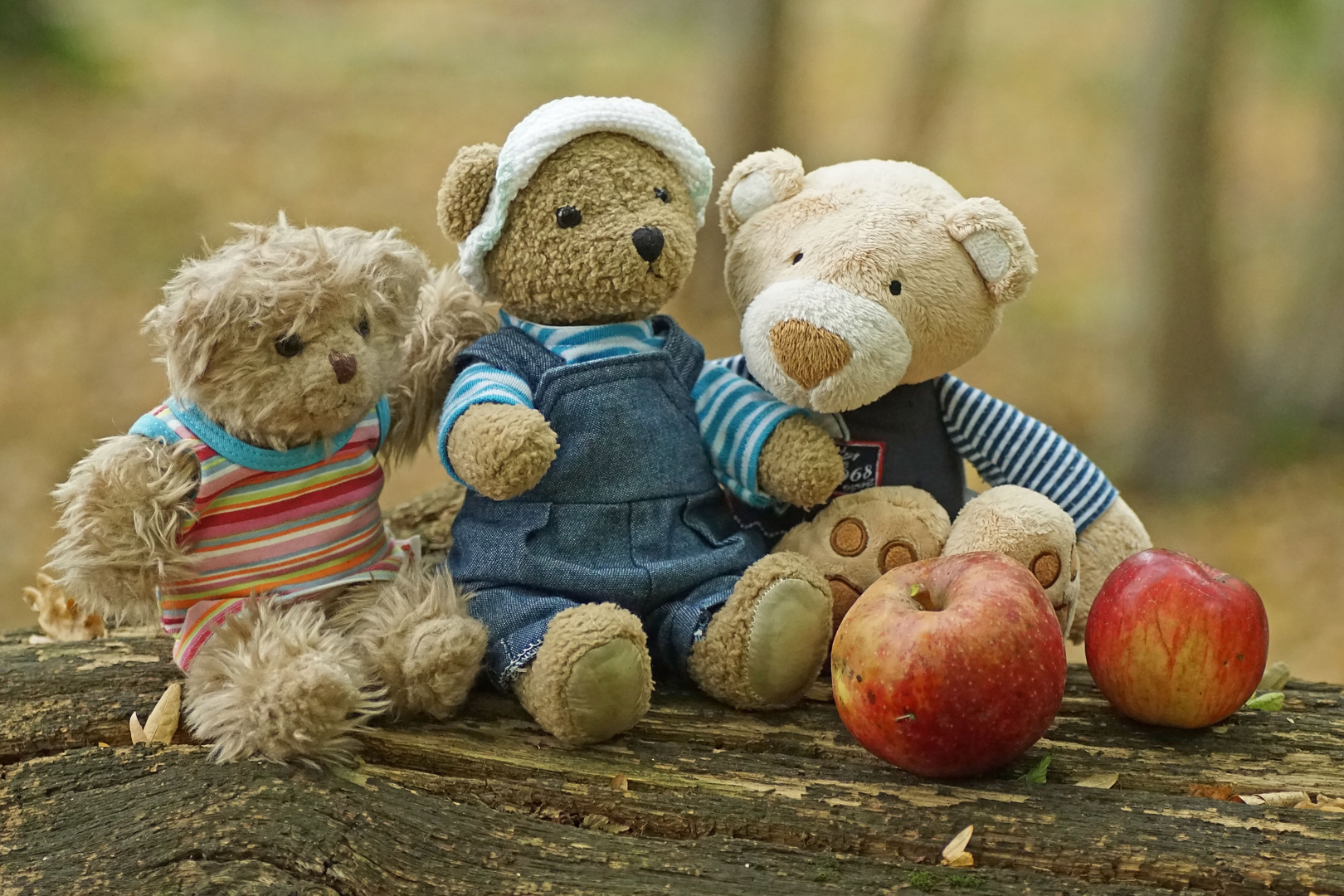 Letztes Picknick im Wald