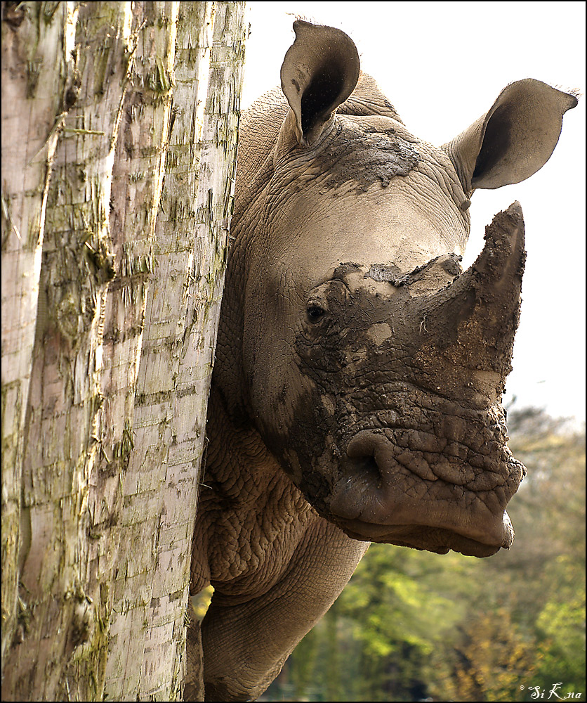 letztes Rhino ...