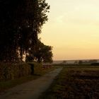 letztes Sommerlicht auf Koppelweg