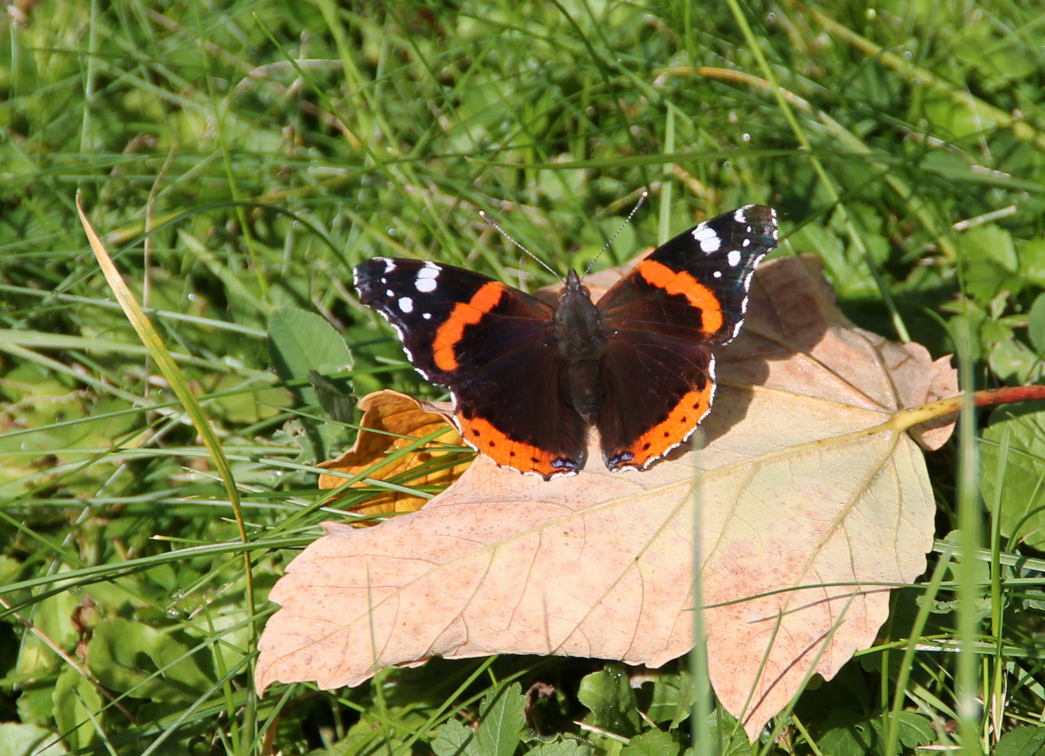 letztes Sonnenbad