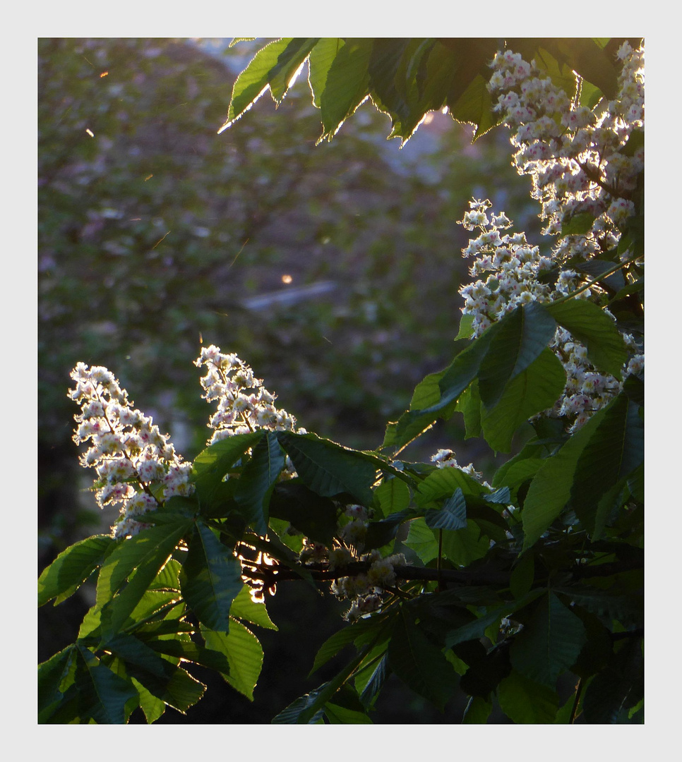 Letztes Sonnenlicht