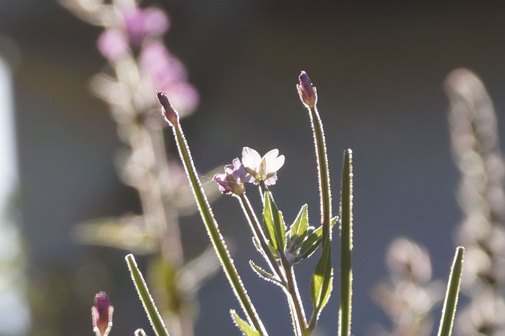 Letztes Sonnenlicht