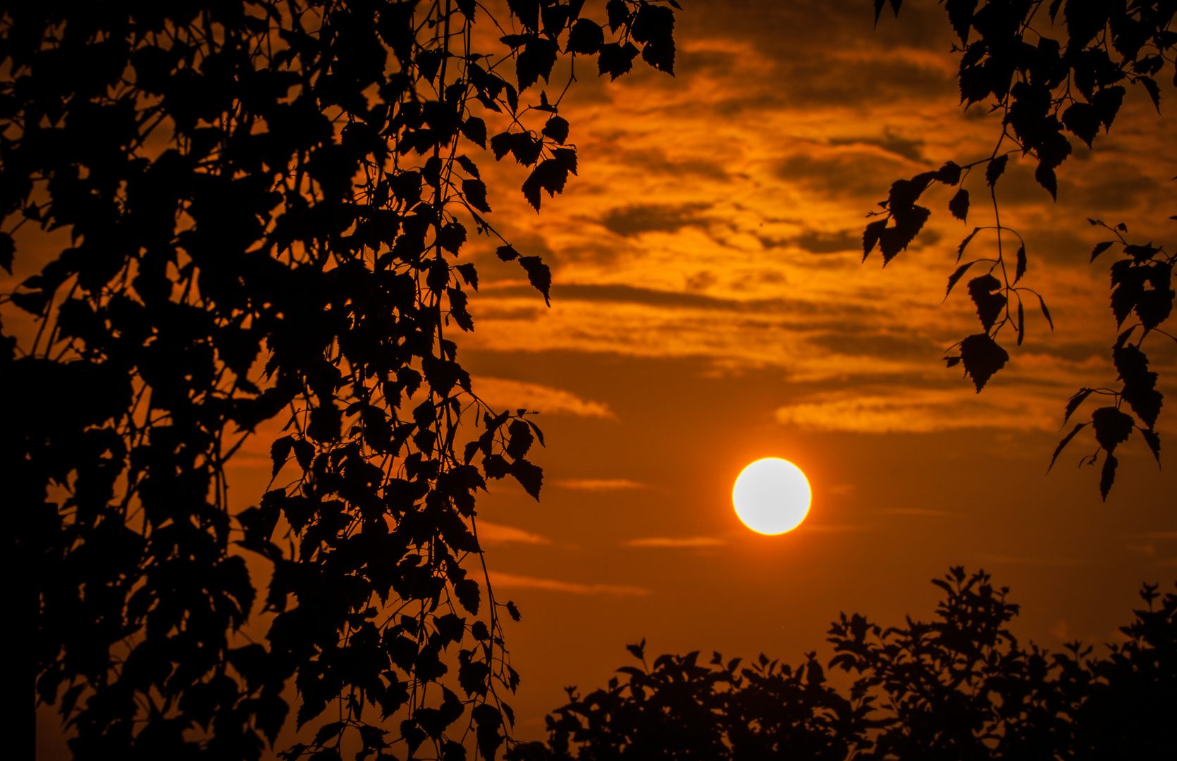 Letztes Sonnenlicht hinter den Birkenblättern