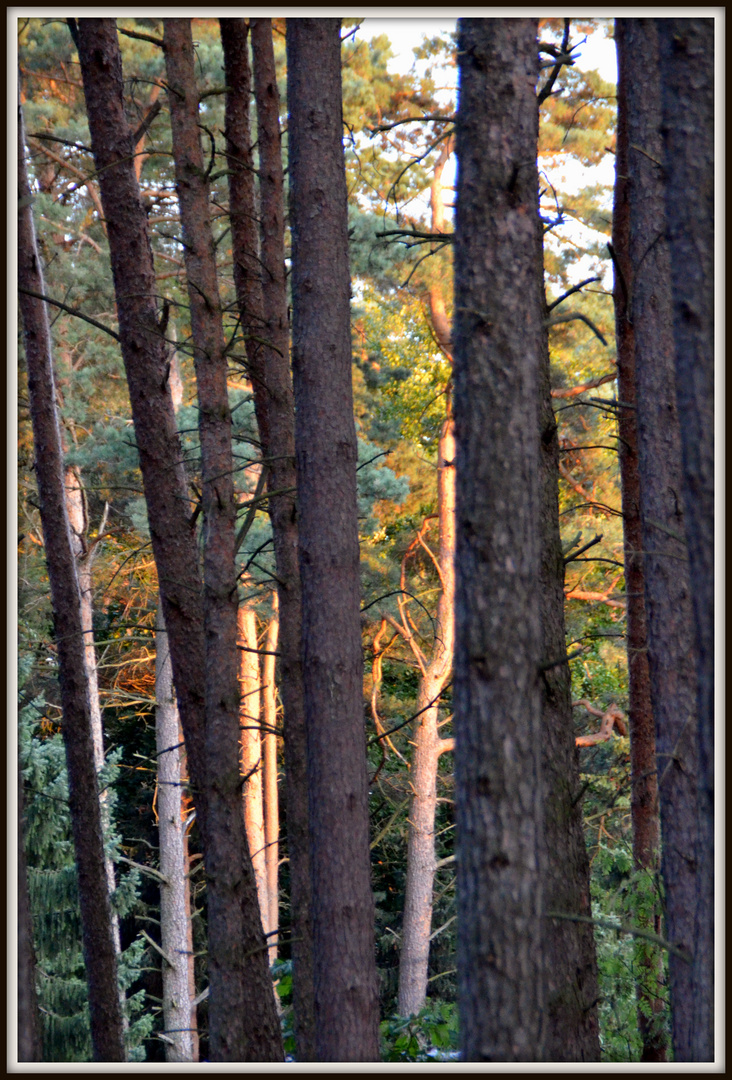 letztes Sonnenlicht im Kiefernwald