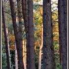 letztes Sonnenlicht im Kiefernwald