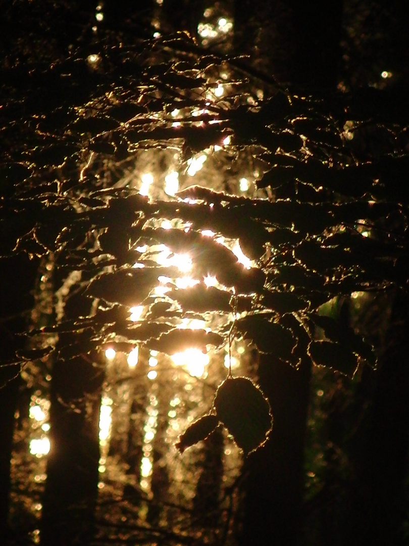 Letztes Sonnenlicht im Wald