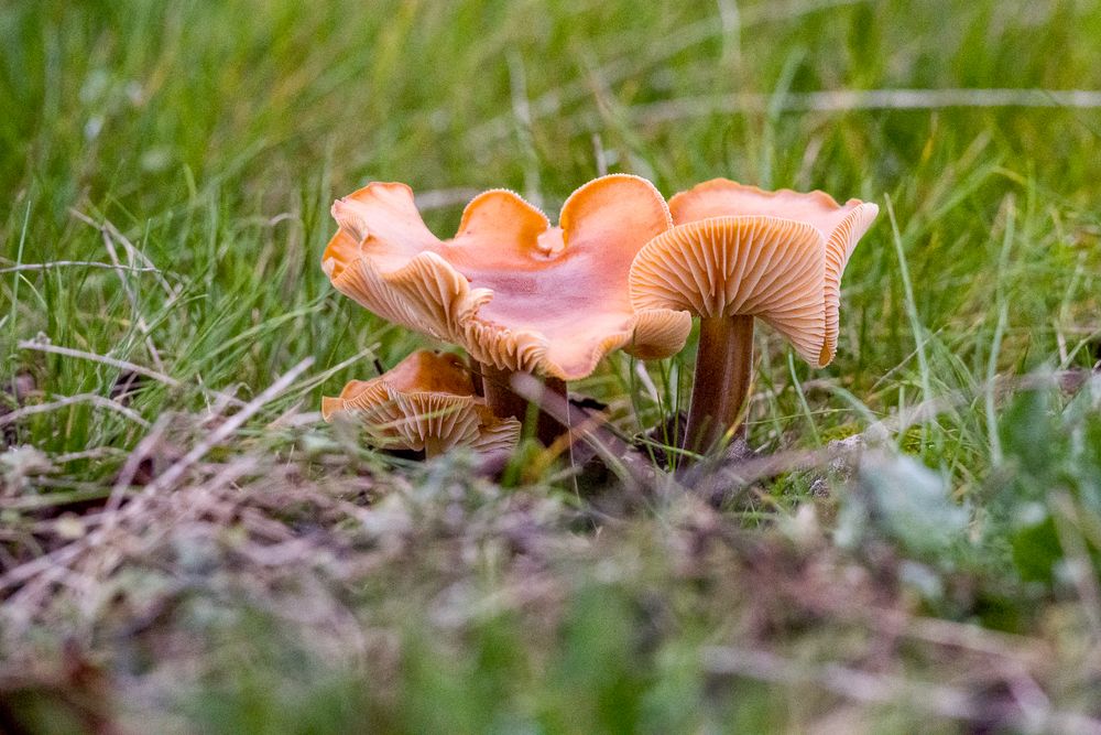  letztes Überbleibsel vom Herbst ?