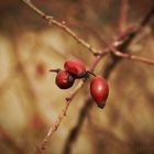 Letztes Überbleibsel vom Winter