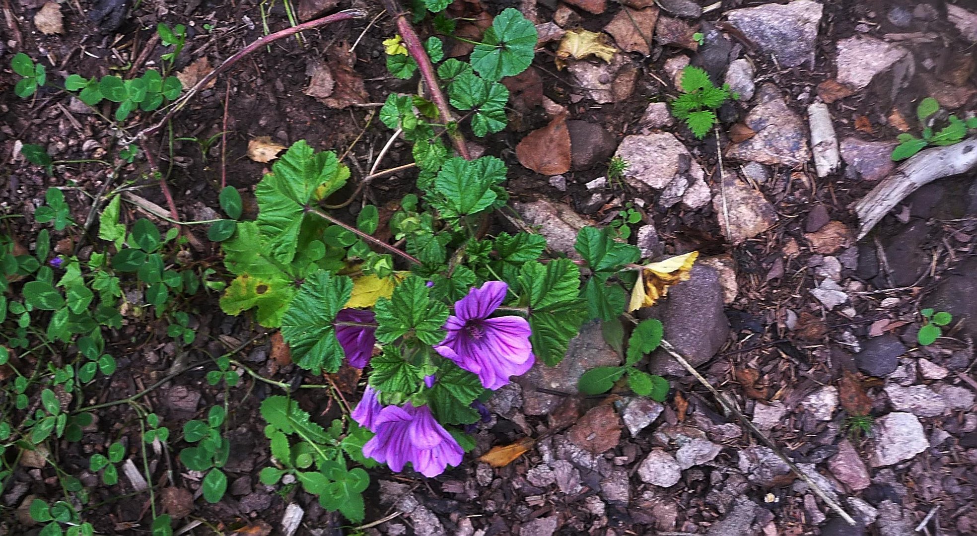 Letztes Waldblümchen?