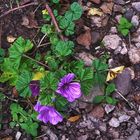 Letztes Waldblümchen?