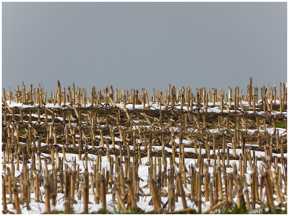 letztes Winterbild